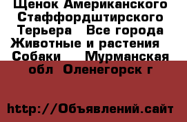 Щенок Американского Стаффордштирского Терьера - Все города Животные и растения » Собаки   . Мурманская обл.,Оленегорск г.